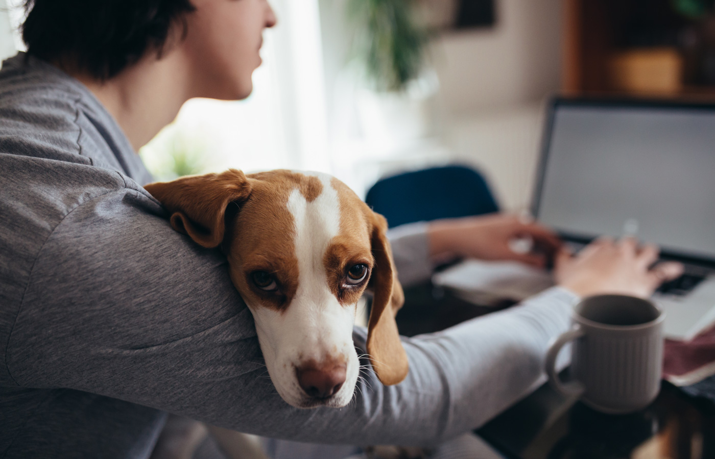 Remote worker and dog